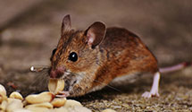 24 Hour & Emergency Exterminators in Raglesville, IN